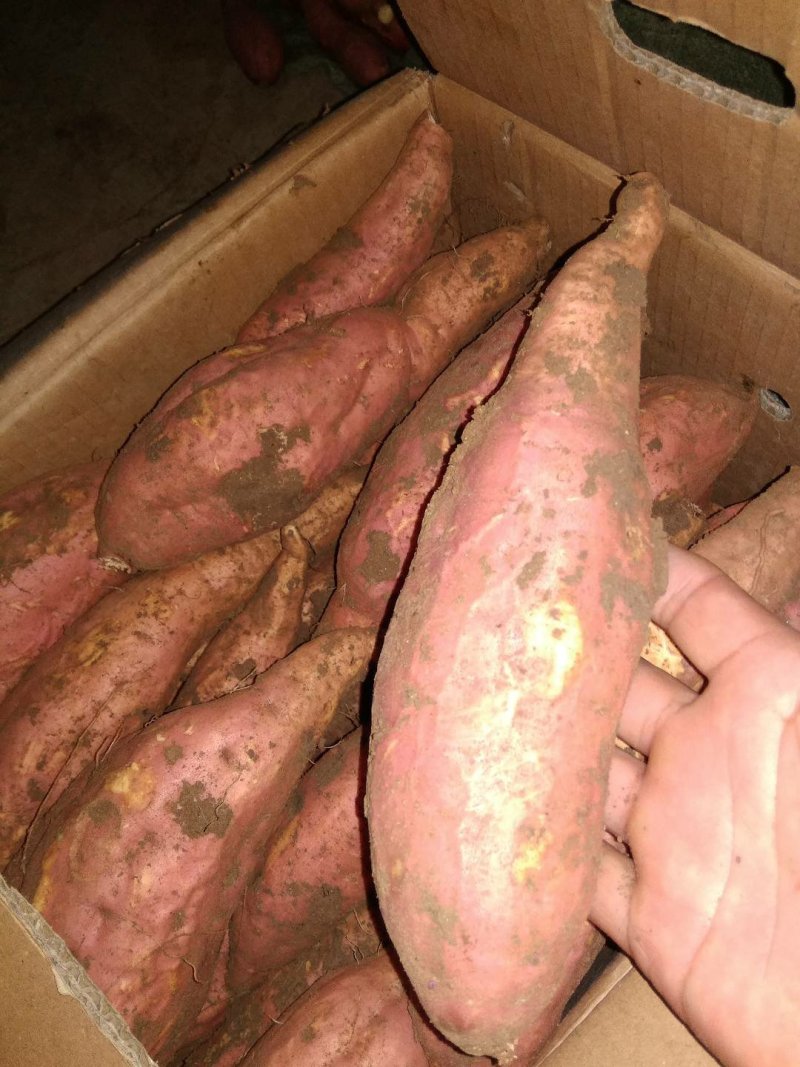 烟薯25农户自产自销高岭沙土地种植蜜薯没有中间商