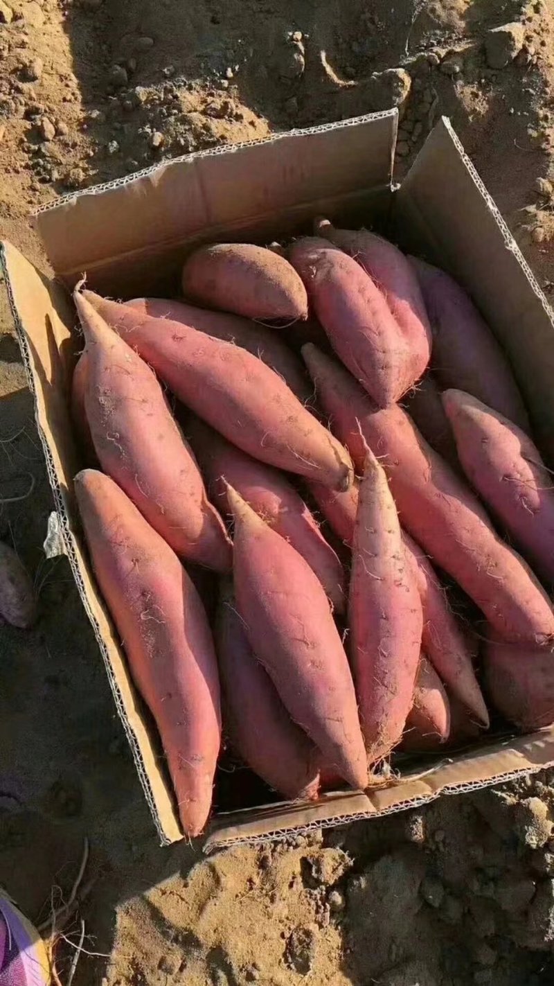 烟薯25农户自产自销高岭沙土地种植蜜薯没有中间商