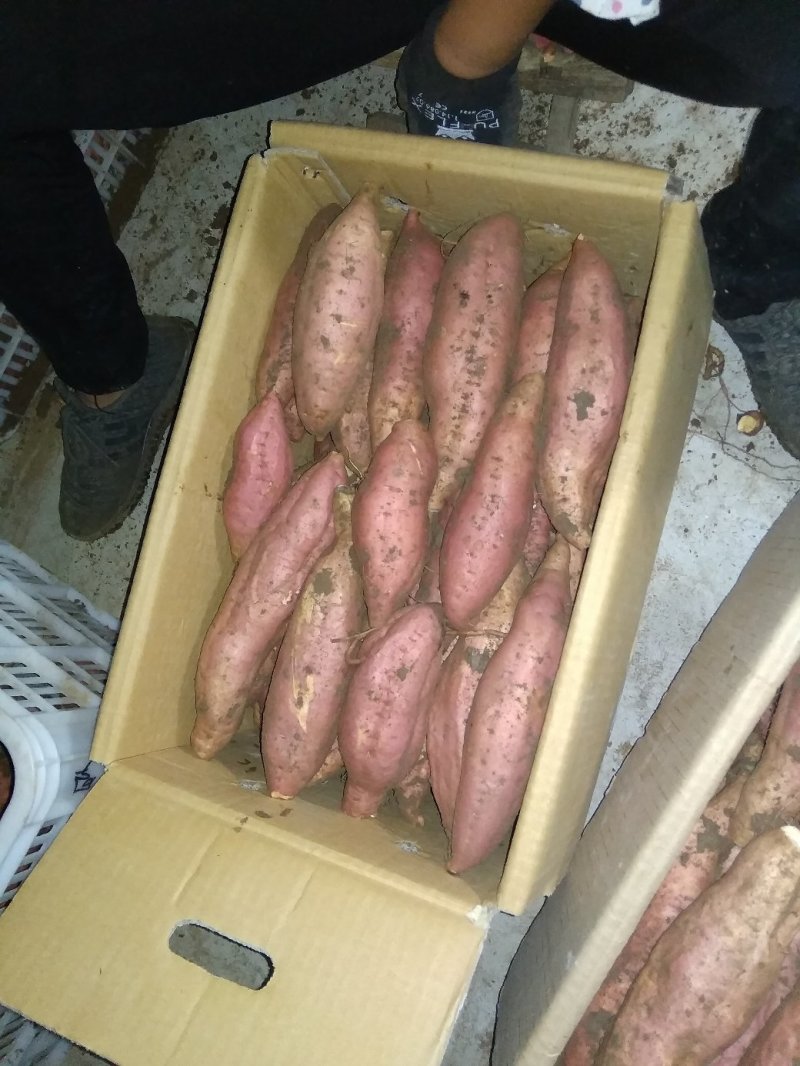 烟薯25农户自产自销高岭沙土地种植蜜薯没有中间商