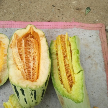红沙沟谢花甜甜瓜大量供应