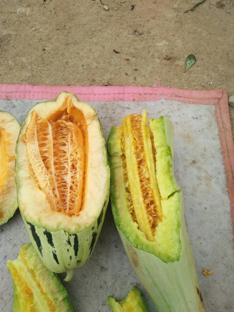 红沙沟谢花甜甜瓜大量供应