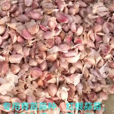 大蒜种子