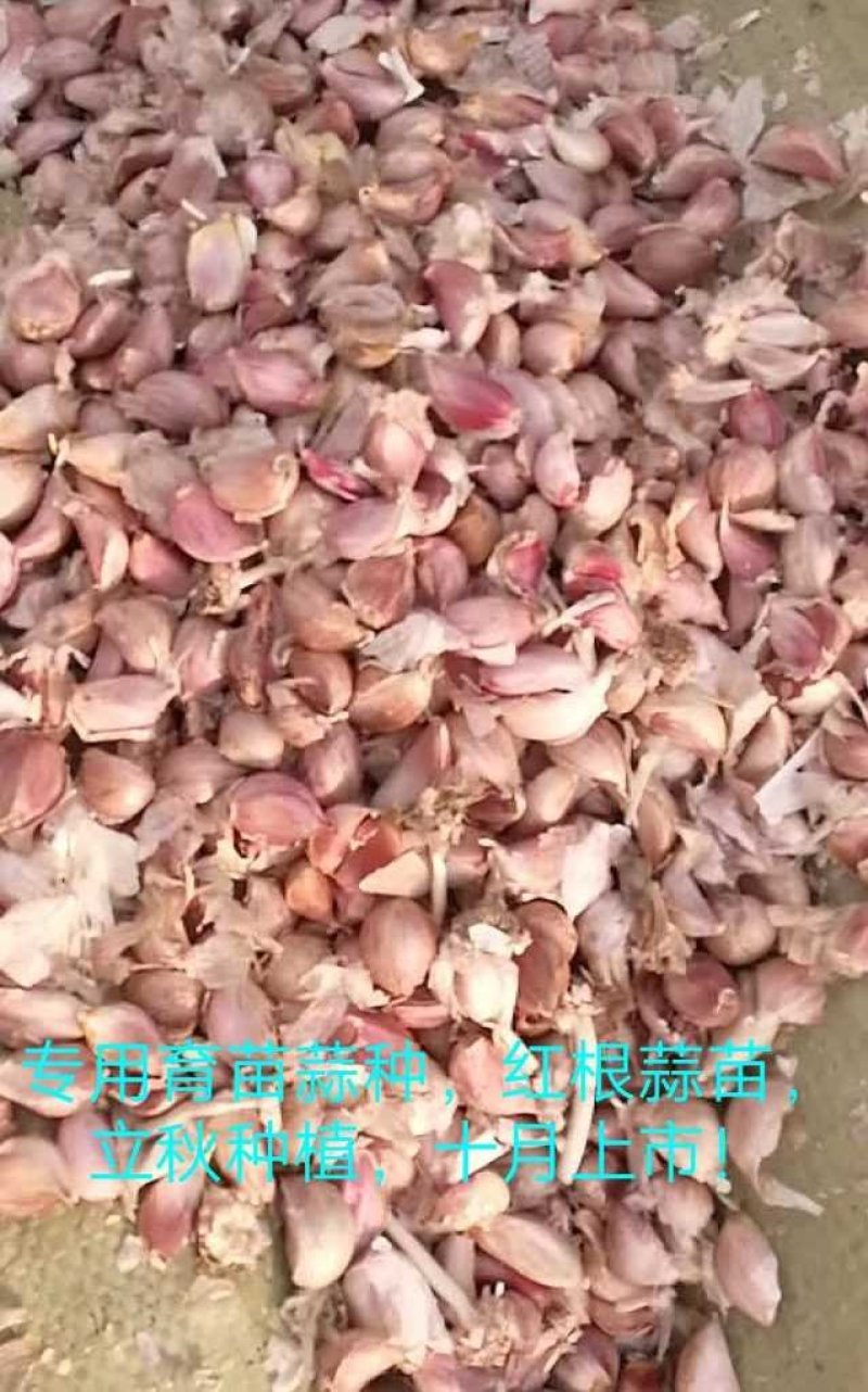 大蒜种子