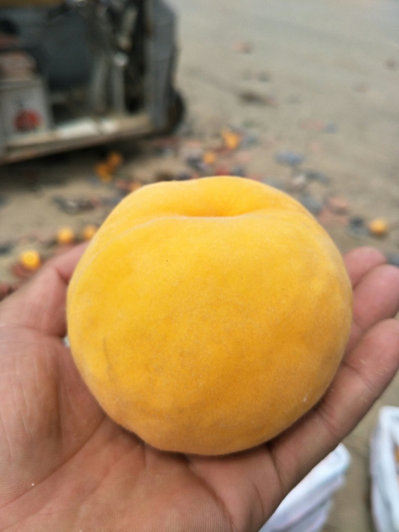 黄金蜜，金奎金灿甜黄桃。黄玫瑰七月初上市