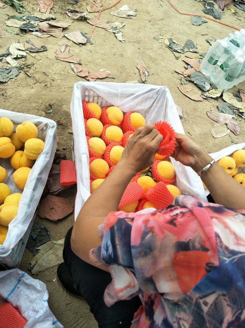 黄金蜜，金奎金灿甜黄桃。黄玫瑰七月初上市