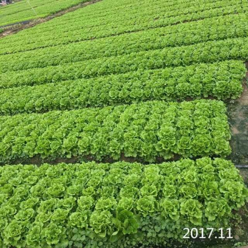 永荣生菜种子全年耐湿耐抽苔原装25克包邮