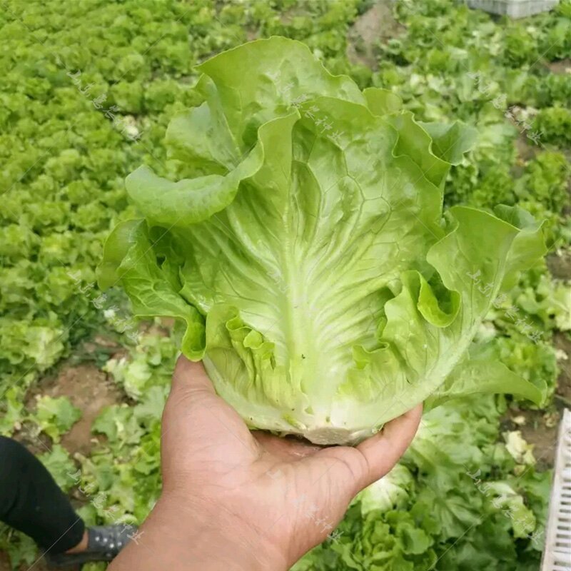 永荣生菜种子全年耐湿耐抽苔原装25克包邮
