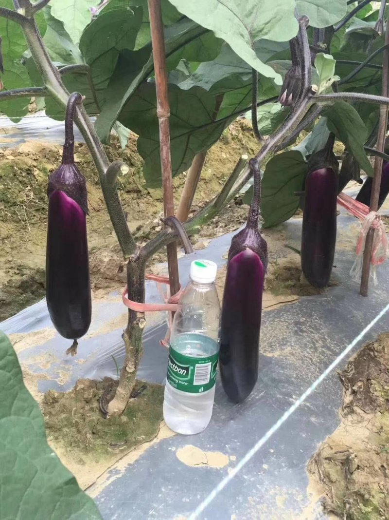 茄子苗，光泽颜色非常好的烧烤型中茄，南方畅销品种