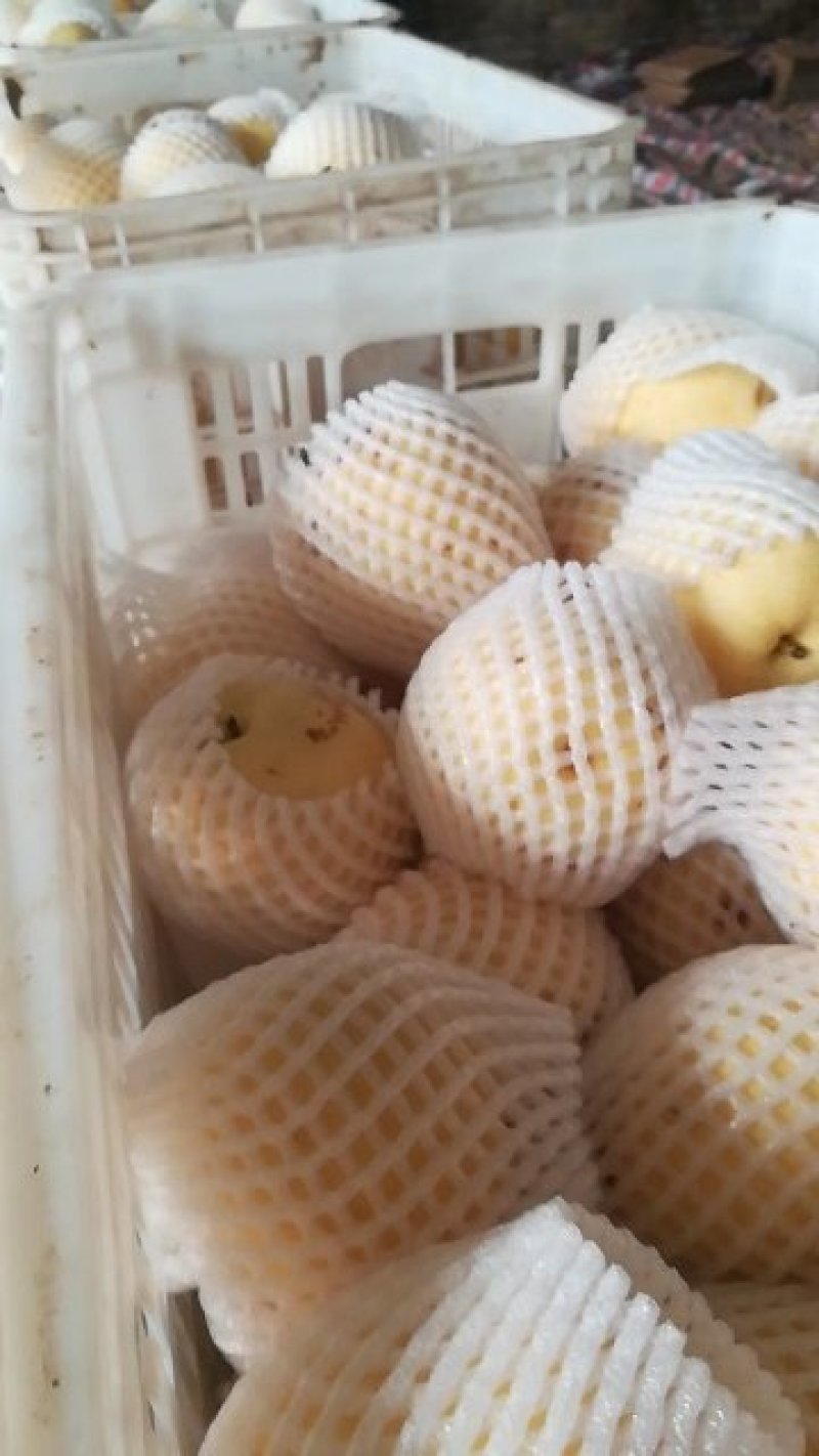 皇冠梨大量上市产地直供价格便宜，冷库货，欢迎光临