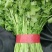 【优质】吉林油叶香菜大量上市〔基地直采〕保障品质