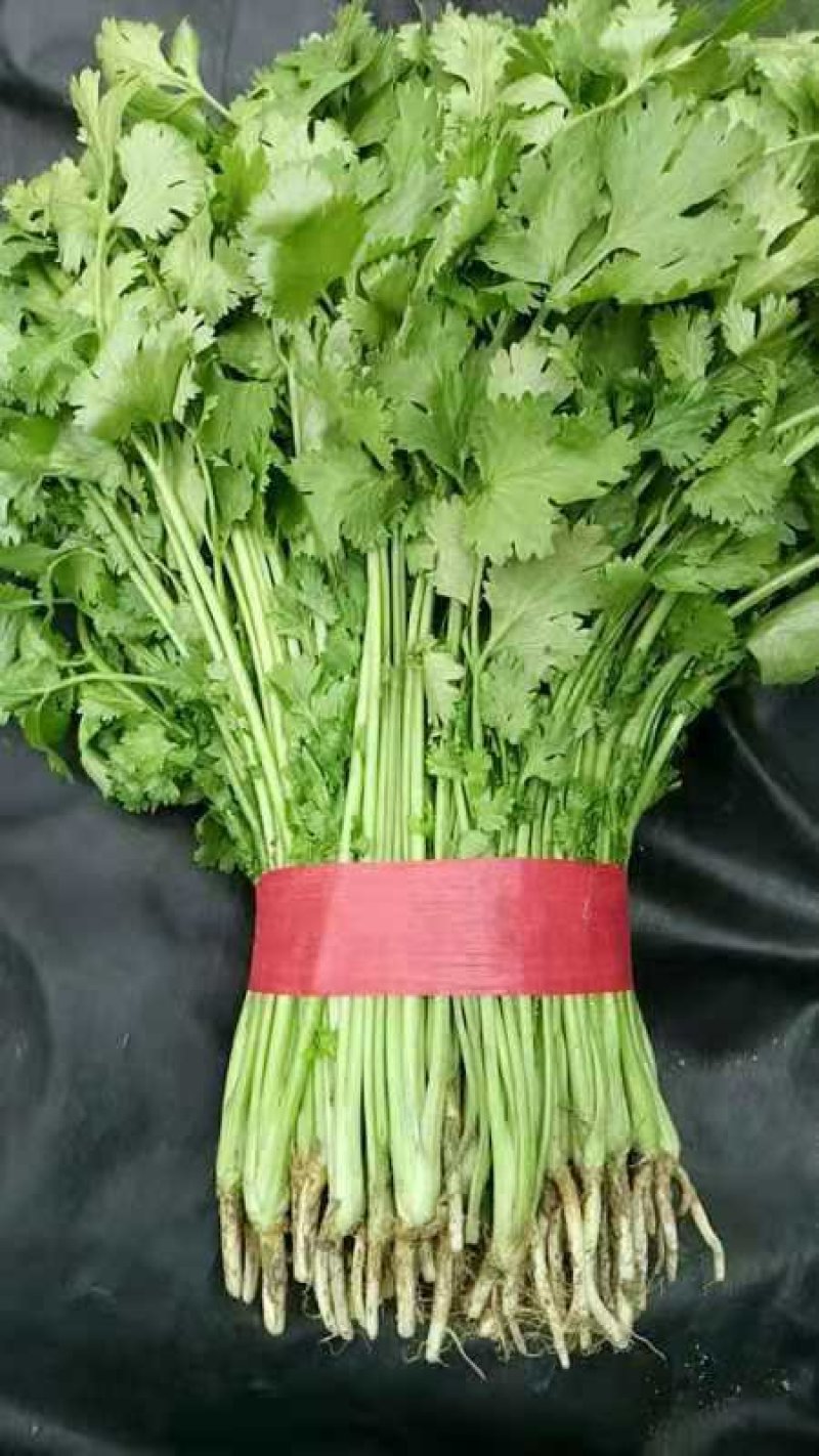 【优质】吉林油叶香菜大量上市〔基地直采〕保障品质