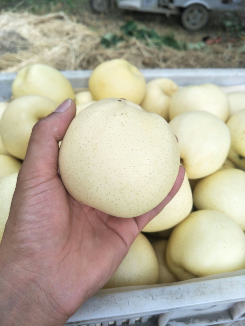 大量供应皇冠梨需要的老板联系个头大一般半斤起