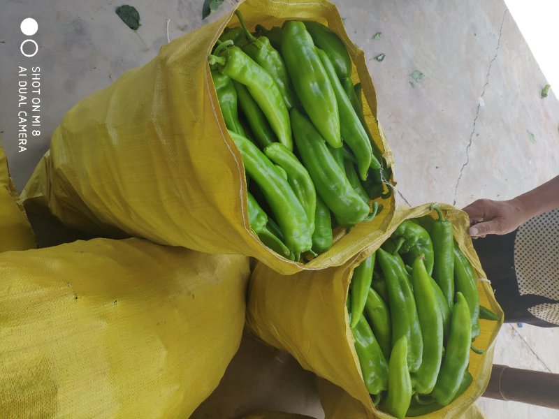 鲜辣椒，现摘现发
