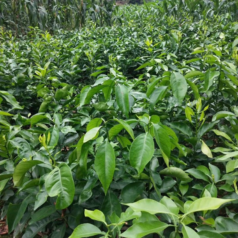 红美人柑橘苗(基地直供，品种纯正，量大价优