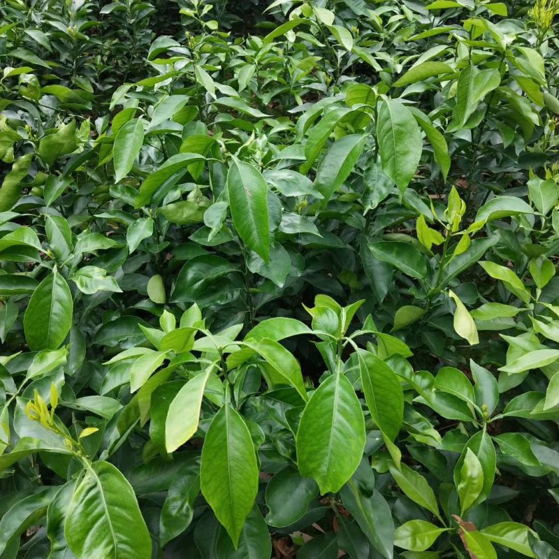 红美人柑橘苗(基地直供，品种纯正，量大价优