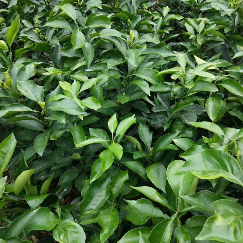 红美人柑橘苗(基地直供，品种纯正，量大价优