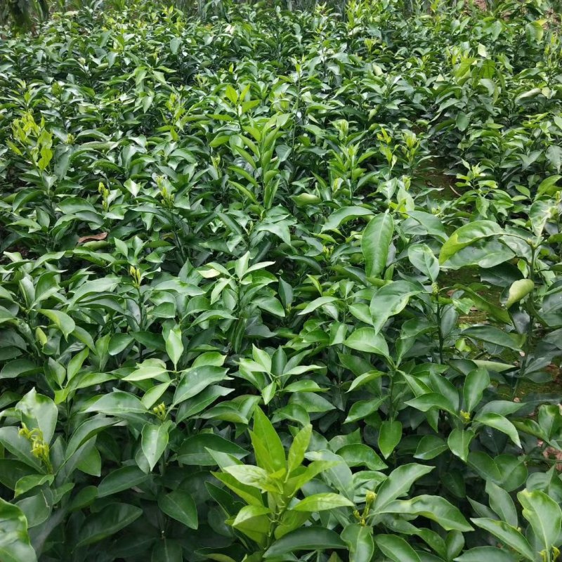 红美人柑橘苗(基地直供，品种纯正，量大价优