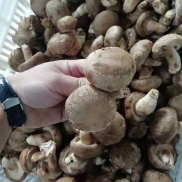 鲜香菇4.5