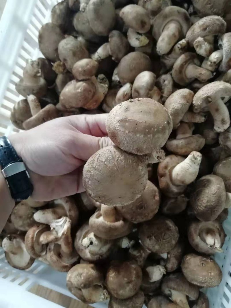 鲜香菇4.5