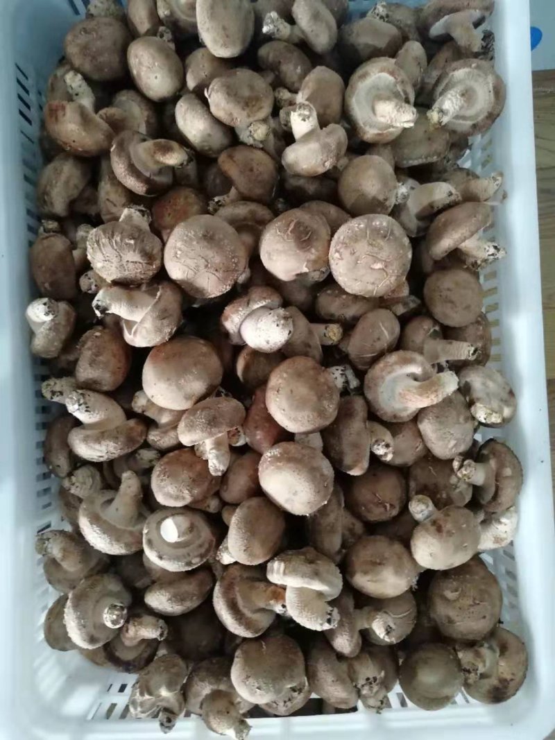 鲜香菇4.5