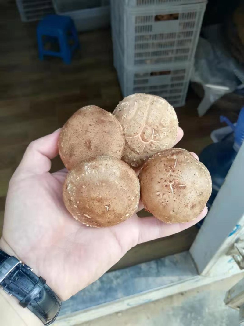 鲜香菇4.5