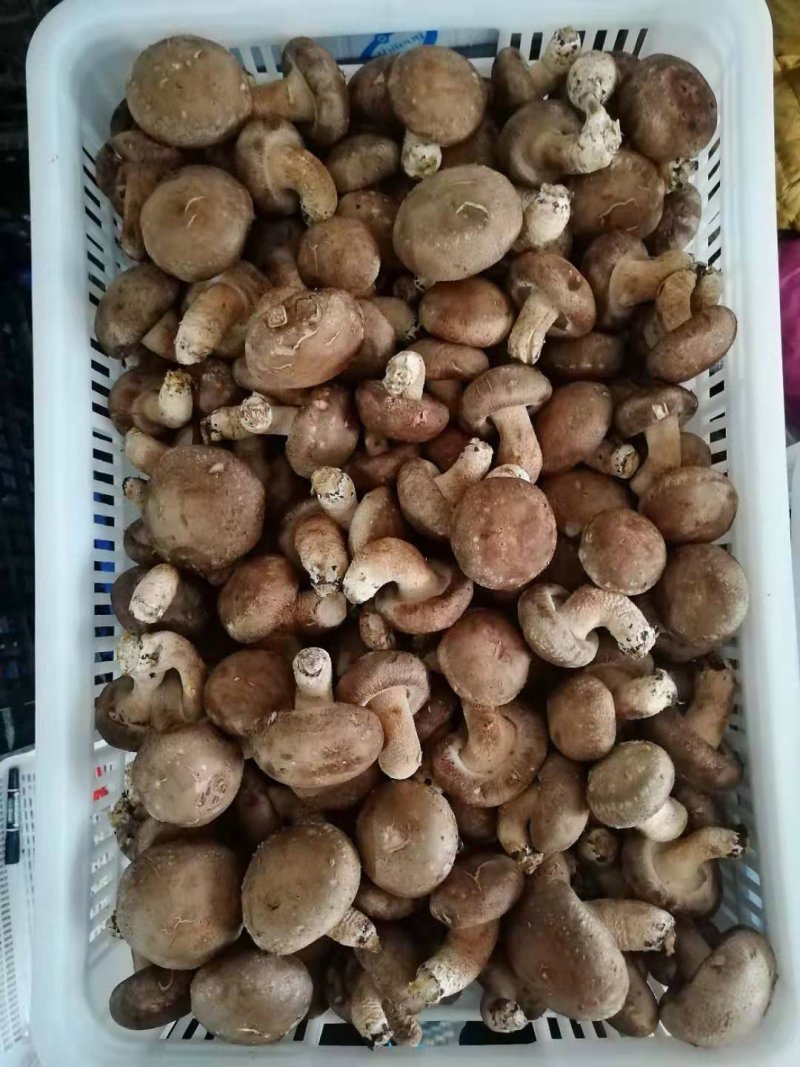 鲜香菇4.5