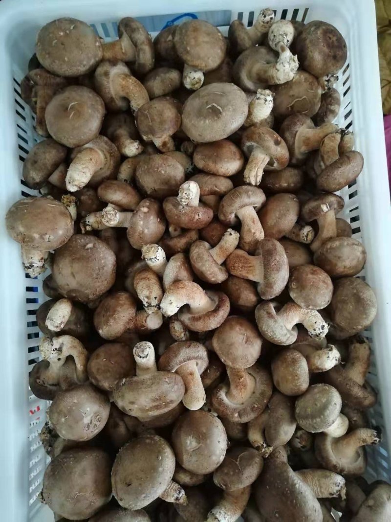 鲜香菇4.5