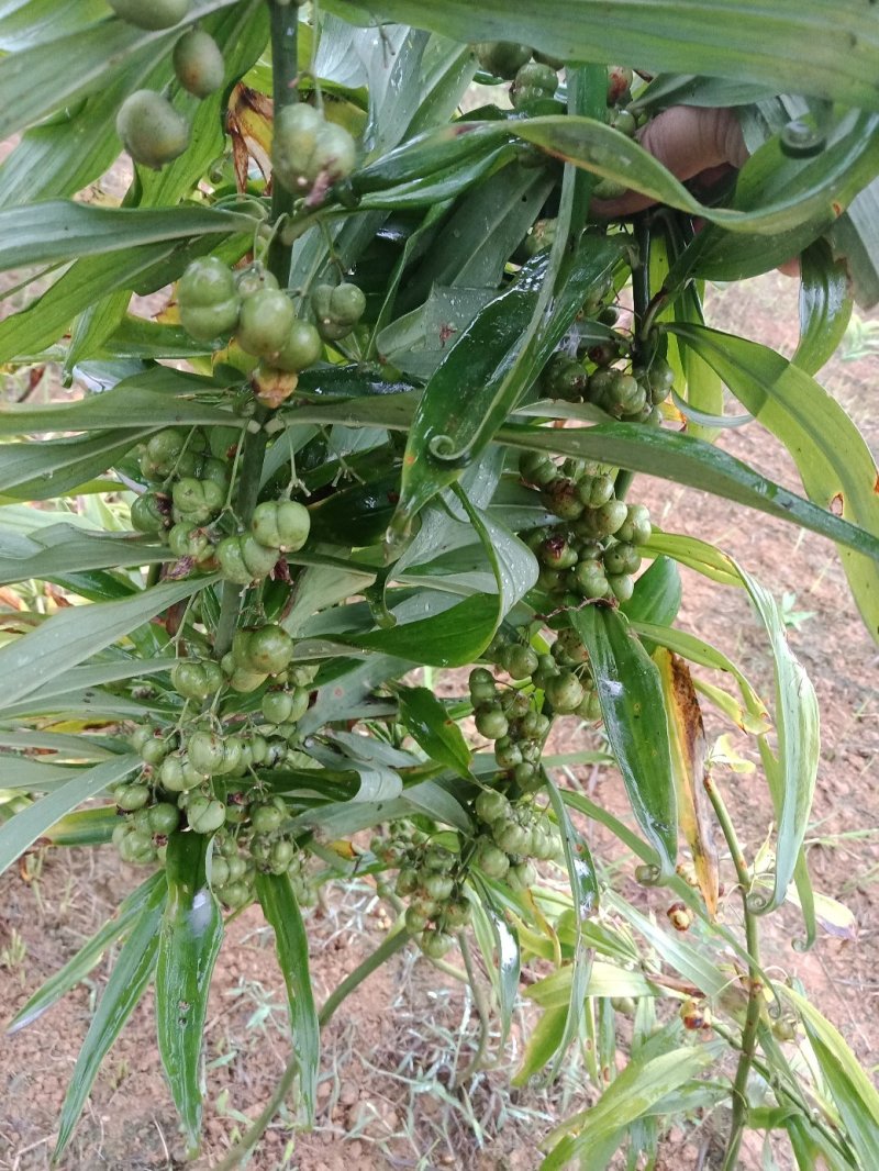 出售秀山武陵山区精品高杆大叶黄精种籽种催芽种籽