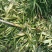 出售秀山武陵山区精品高杆大叶黄精种籽种催芽种籽