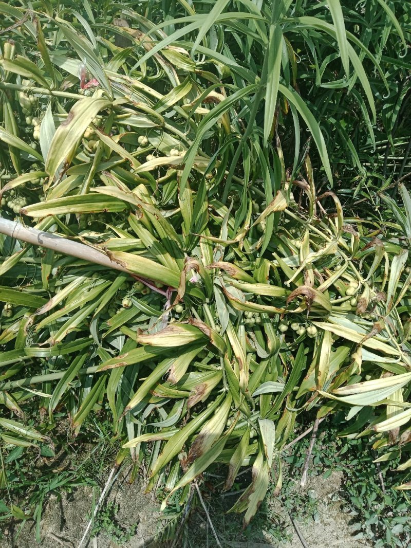 出售秀山武陵山区精品高杆大叶黄精种籽种催芽种籽