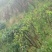 映山红鹿角杜鹃长期有货供应合作共赢