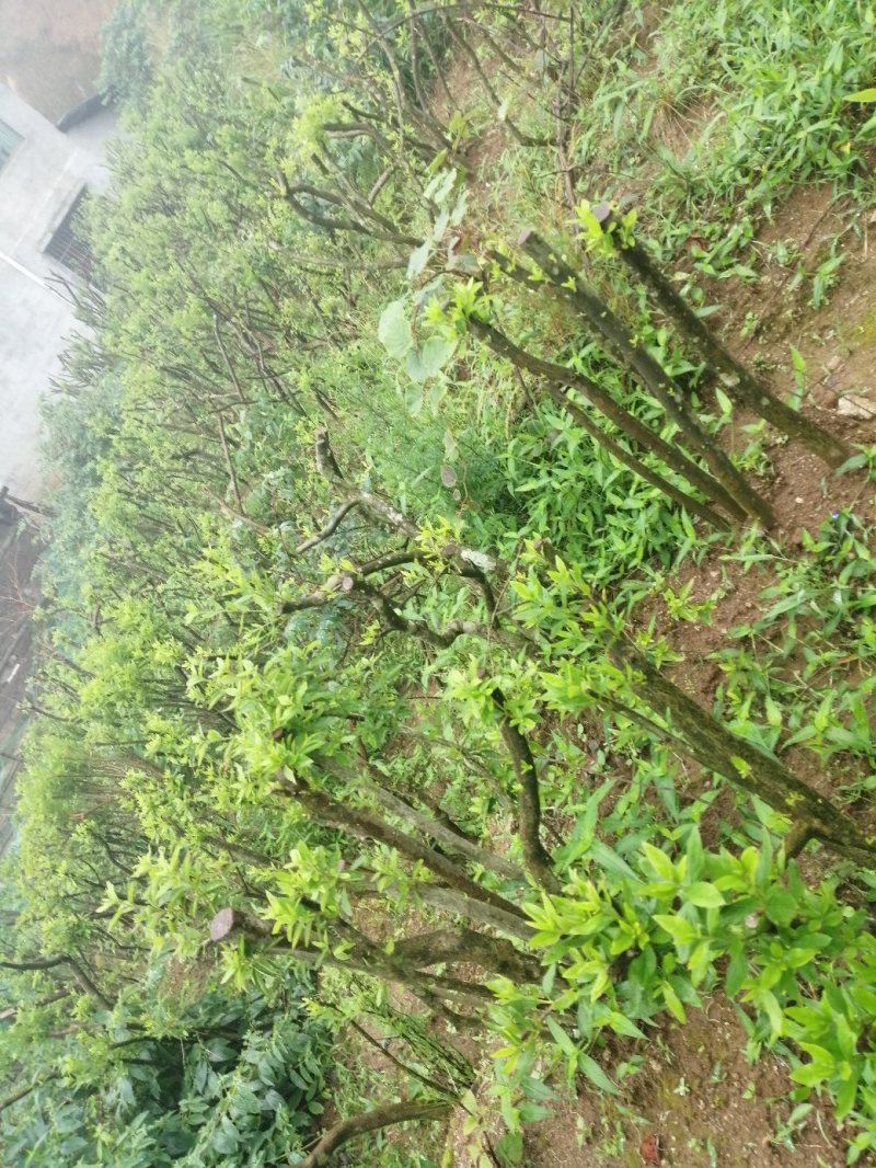 映山红鹿角杜鹃长期有货供应合作共赢