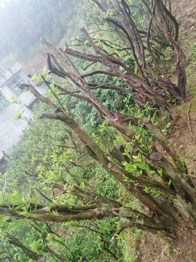 映山红鹿角杜鹃长期有货供应合作共赢