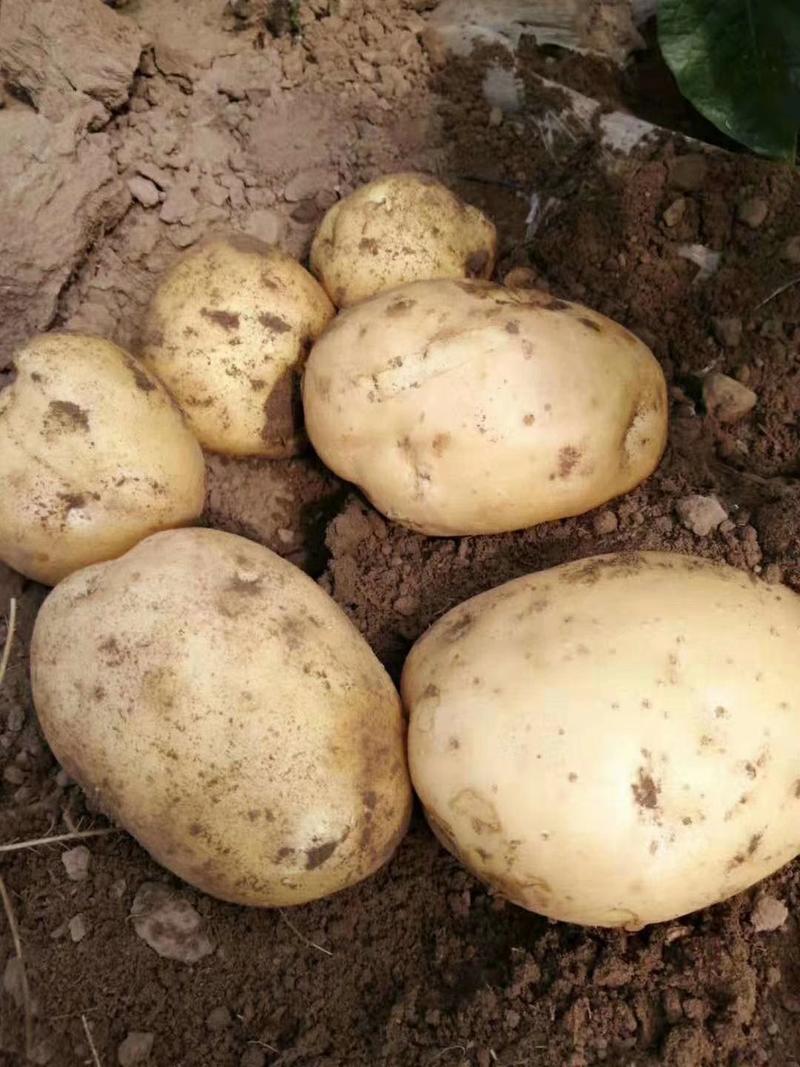 【优质】黄心土豆，尤金早熟品种，晚熟品种，产地直发