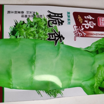 莴笋种子脆香耐热大尖叶莴笋种子