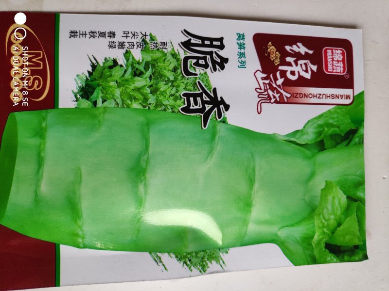 莴笋种子脆香耐热大尖叶莴笋种子