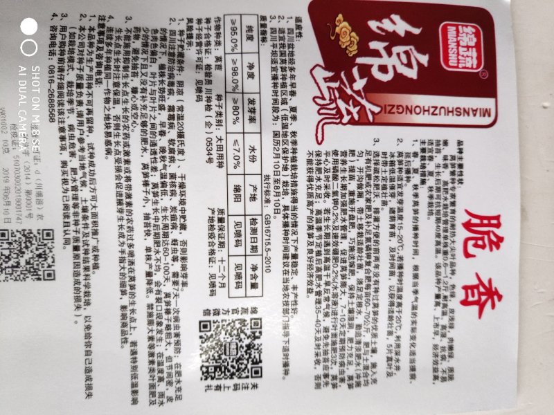 莴笋种子脆香耐热大尖叶莴笋种子
