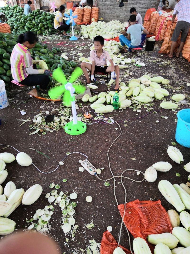 进工厂青木瓜（徐闻县特产）