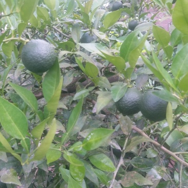 香橙鲜果，种子