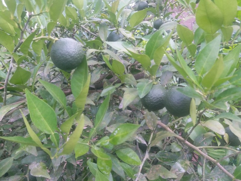 香橙鲜果，种子