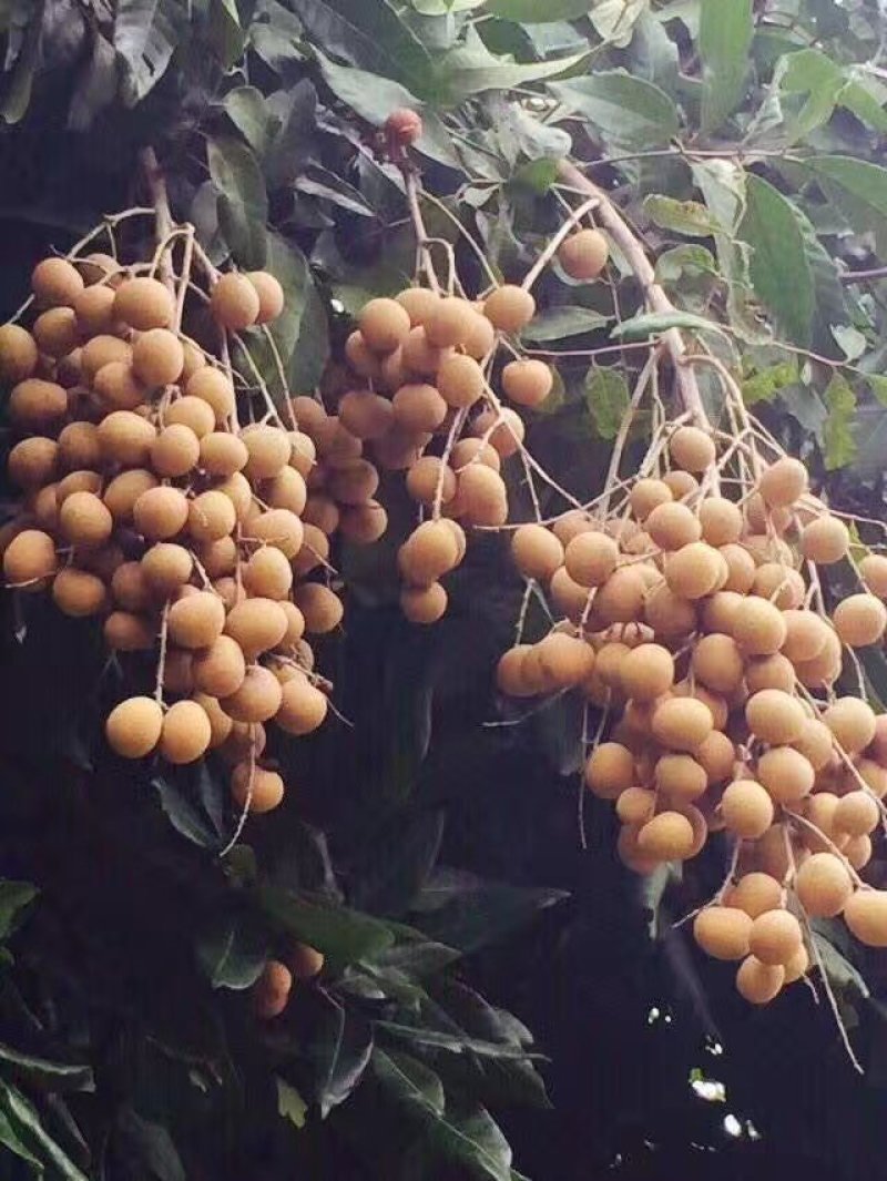 龙眼
