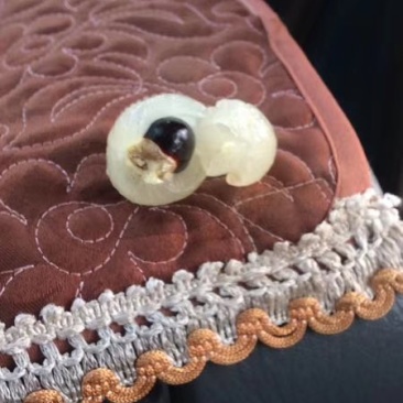 龙眼