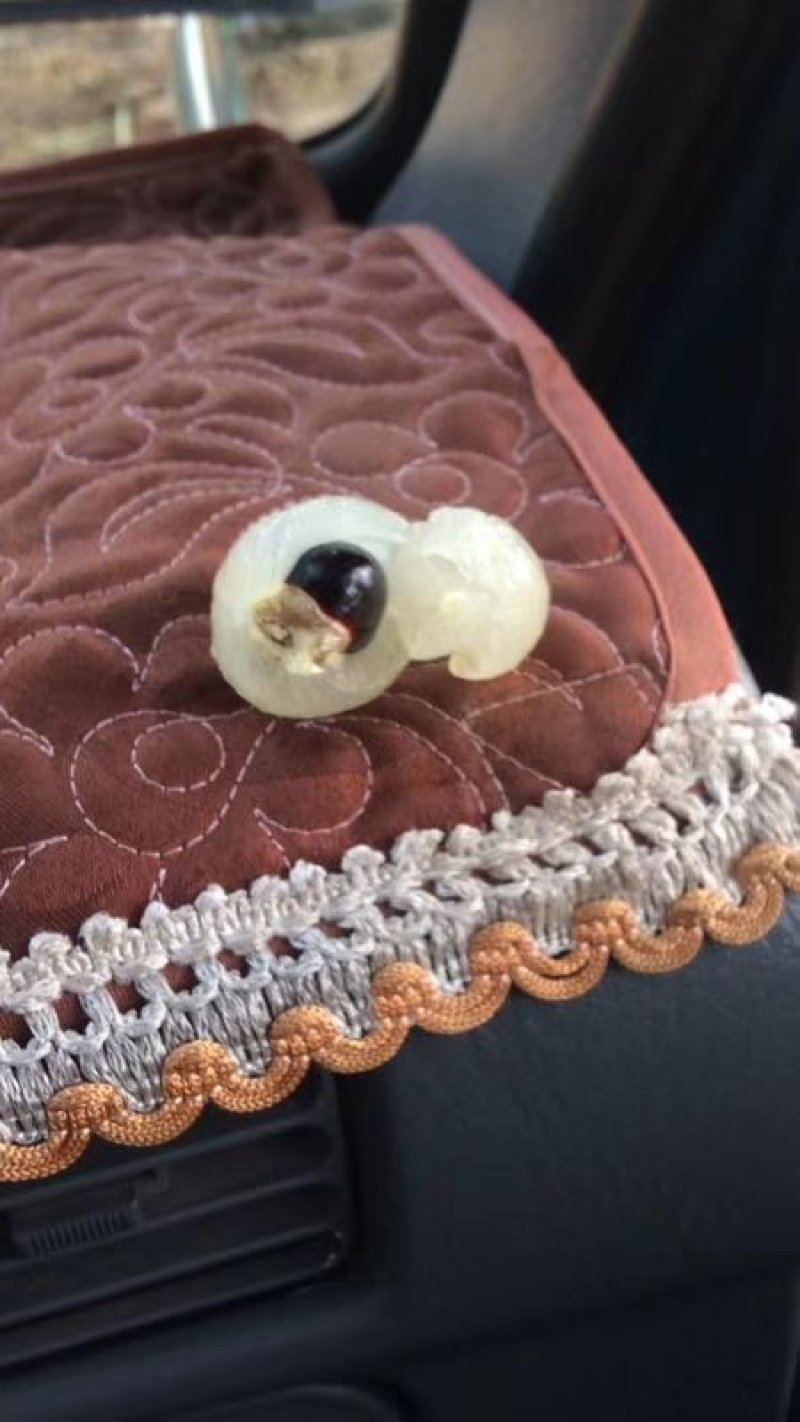 龙眼