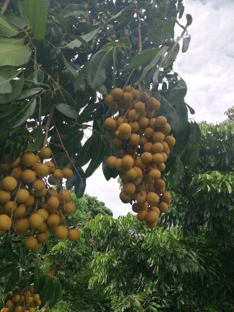 龙眼