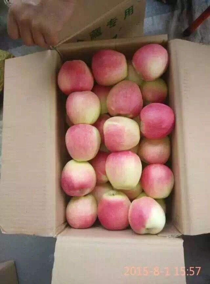 各品种早熟苹果大量供货