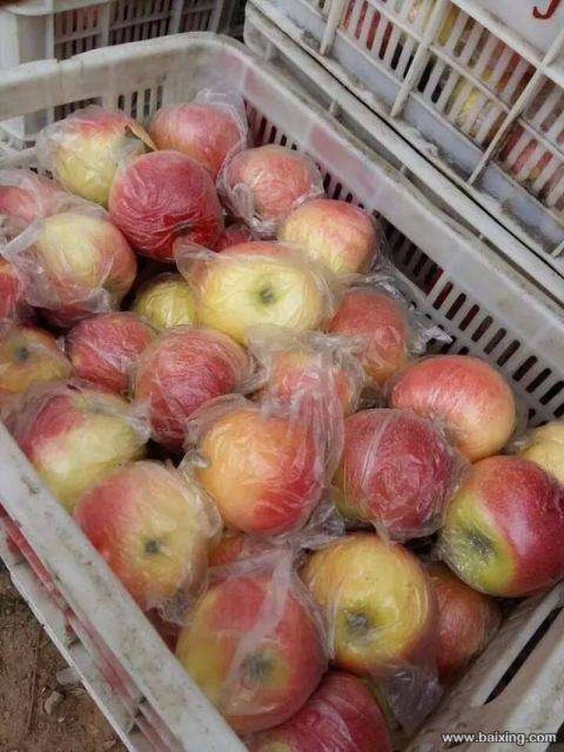 各品种早熟苹果大量供货