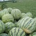 湖北钟祥官庄湖农场西瓜大量上市