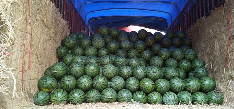 湖北钟祥官庄湖农场西瓜大量上市