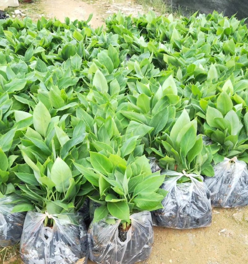 香蕉苗、广西香蕉苗、西贡粉蕉苗