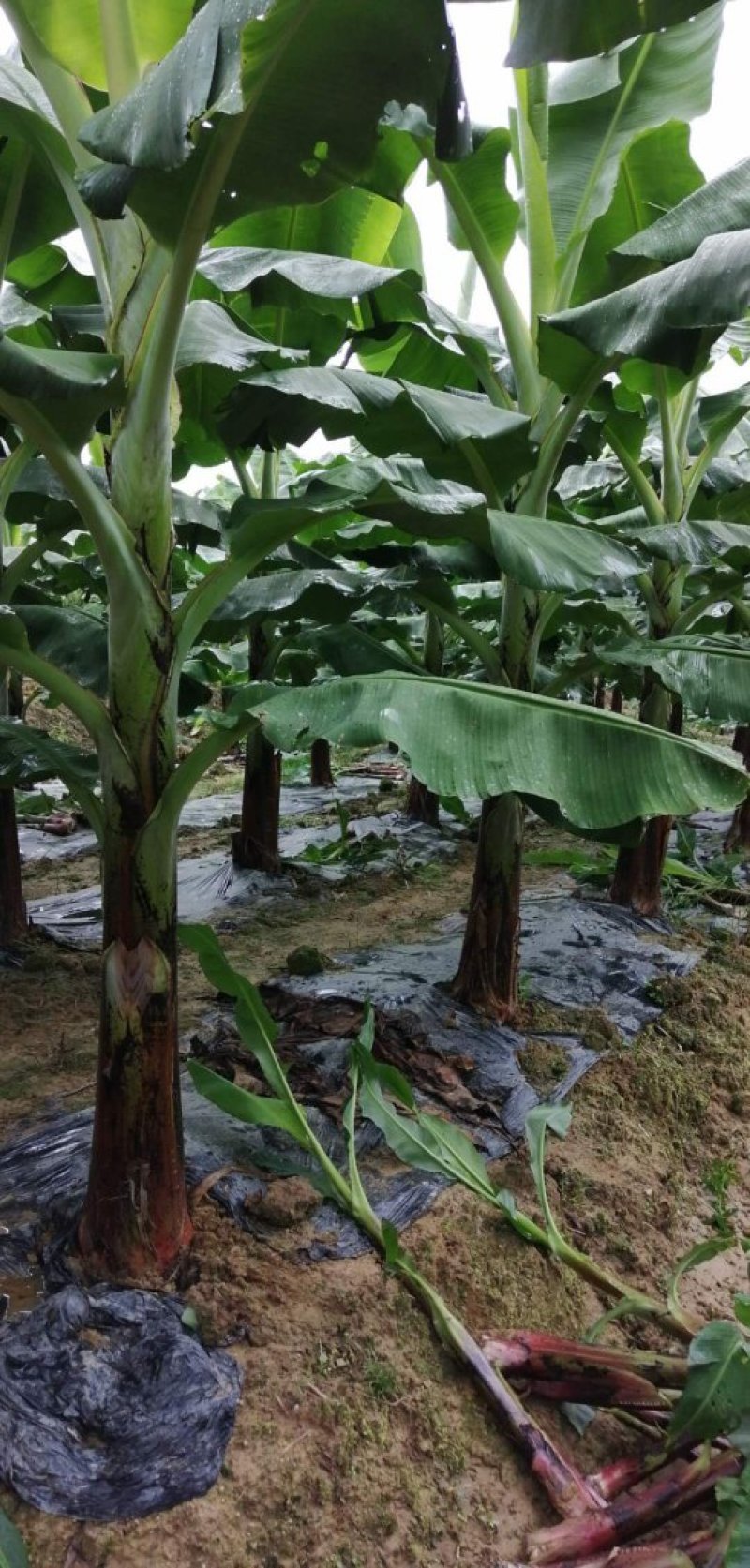 香蕉苗、广西香蕉苗、西贡粉蕉苗